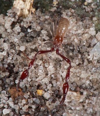 Media type: image;   Invertebrate Zoology 21577
